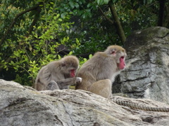 サル
