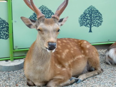 シカ