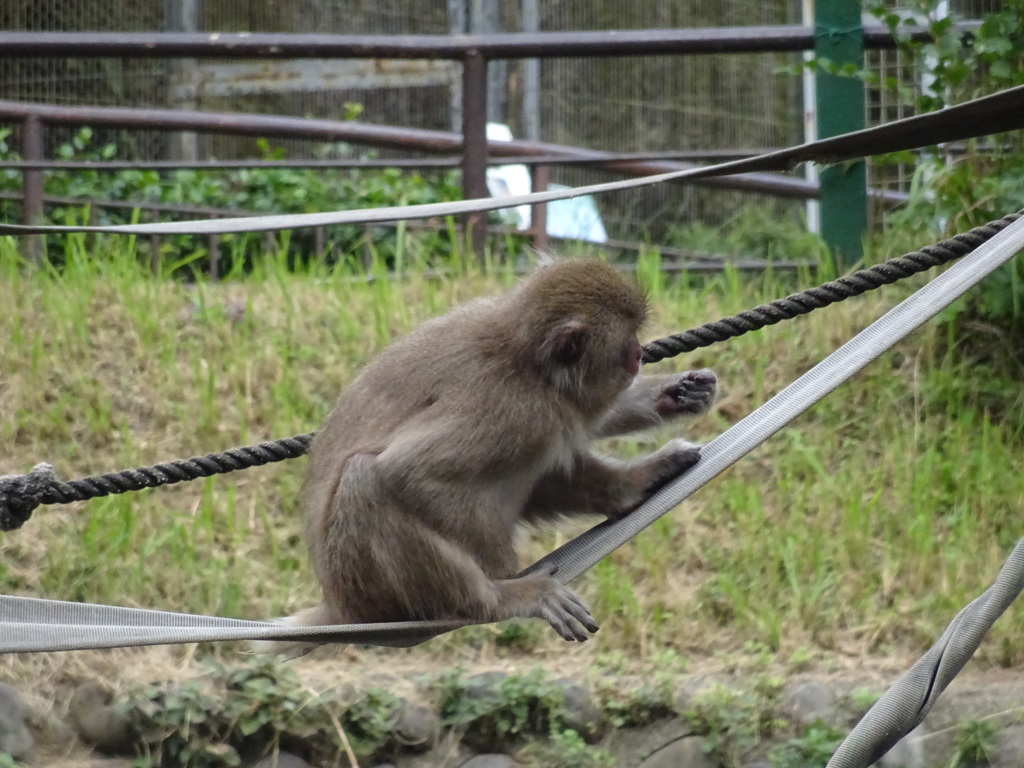 サル