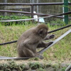 サル