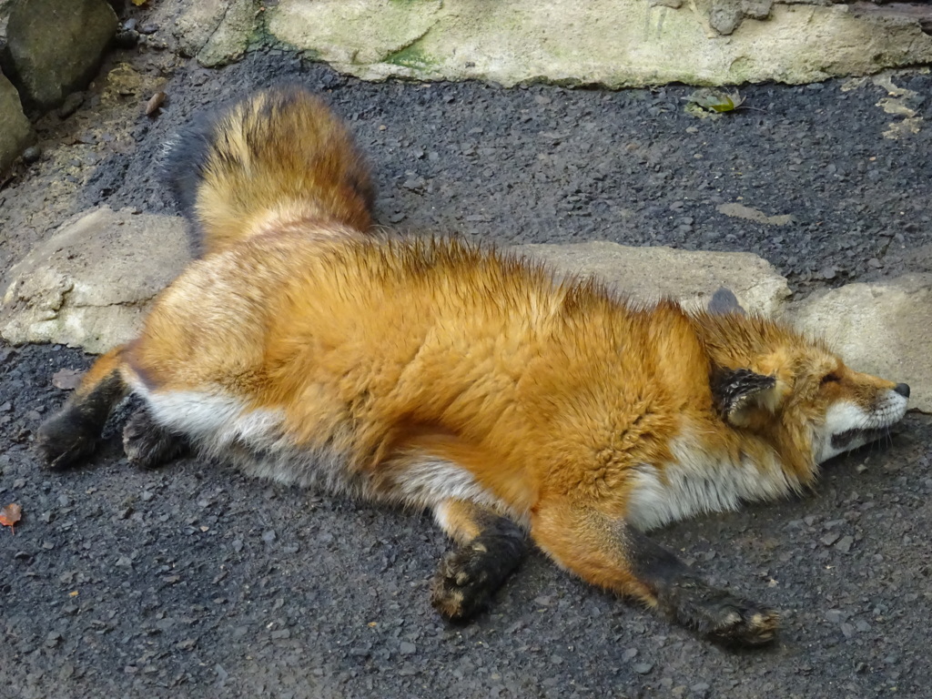 キツネ