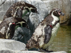 ペンギン