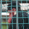 ニワトリ