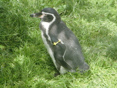 ペンギン
