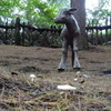 動物園