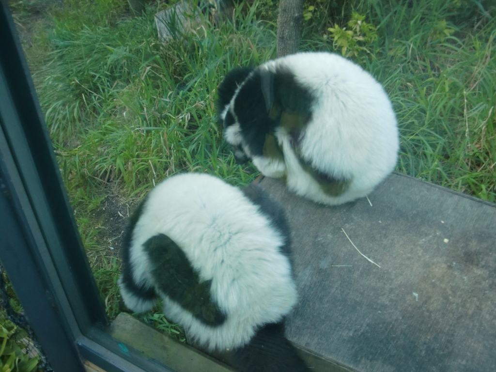 シロクロエリマキキツネザル