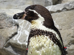 ペンギン