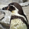 ペンギン