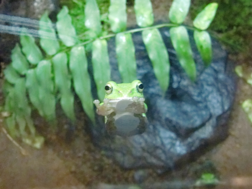 カエル