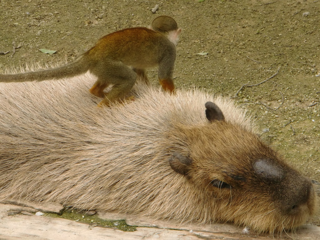 サル・カピバラ
