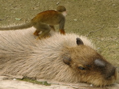 サル・カピバラ