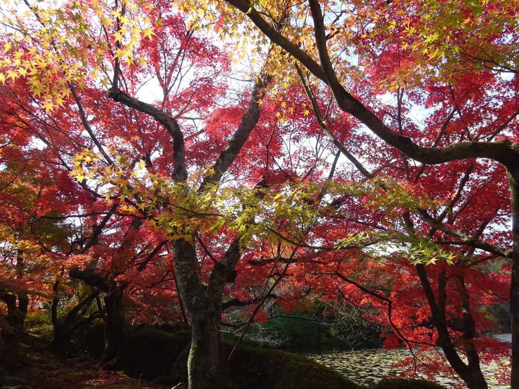 紅葉