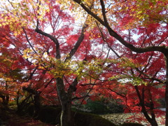 紅葉