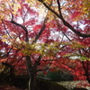 紅葉