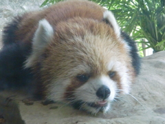 レッサーパンダ