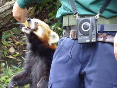 レッサーパンダ