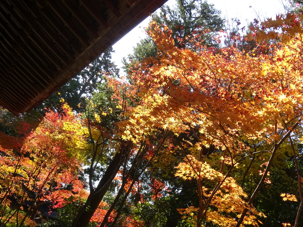 京都・紅葉