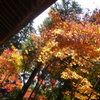 京都・紅葉
