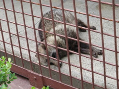 タヌキ