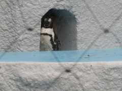 ペンギン