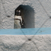 ペンギン