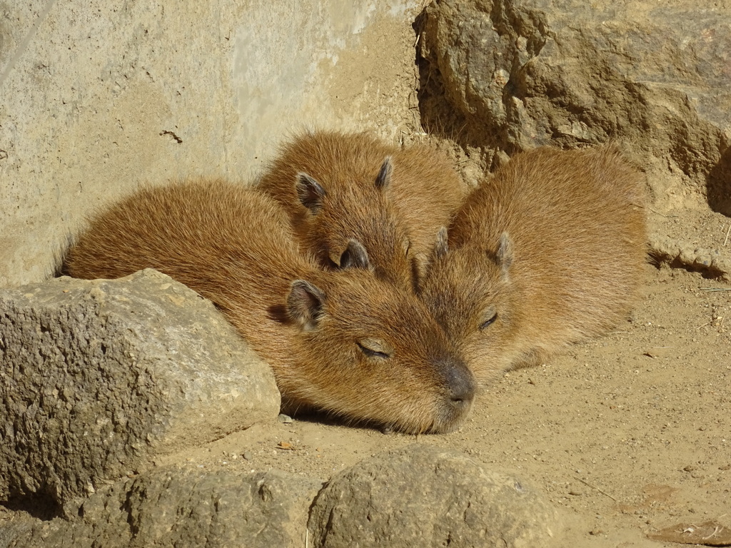 カピバラ