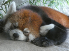 レッサーパンダ