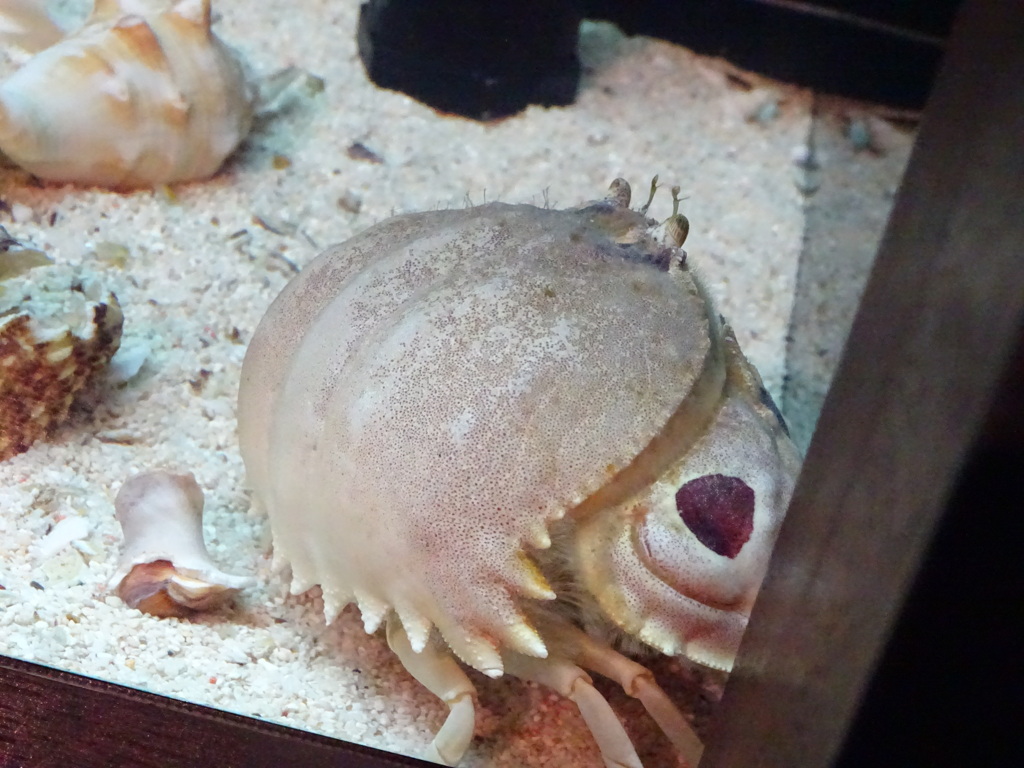 カニ