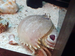 カニ