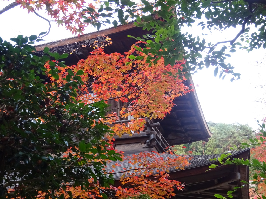京都・紅葉