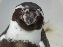 ペンギン