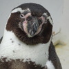 ペンギン