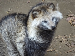 タヌキ