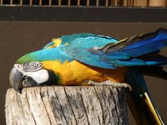 インコ