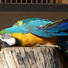 インコ