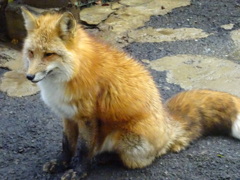 キツネ