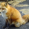 キツネ