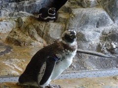 ペンギン