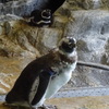 ペンギン