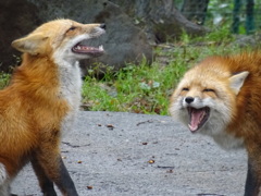 キツネ