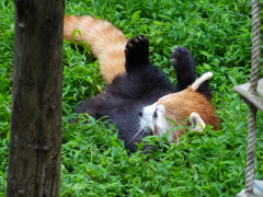 レッサーパンダ
