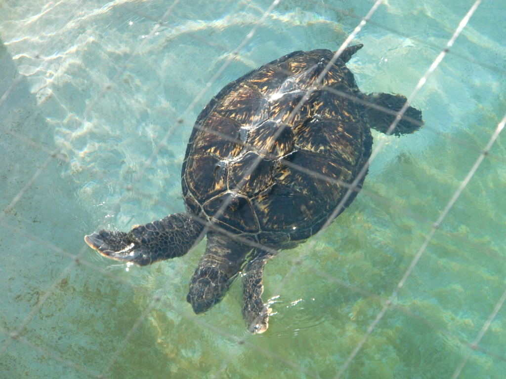 ウミガメ