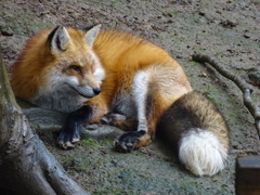 キツネ