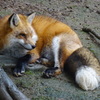 キツネ