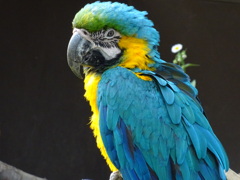 インコ