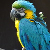 インコ