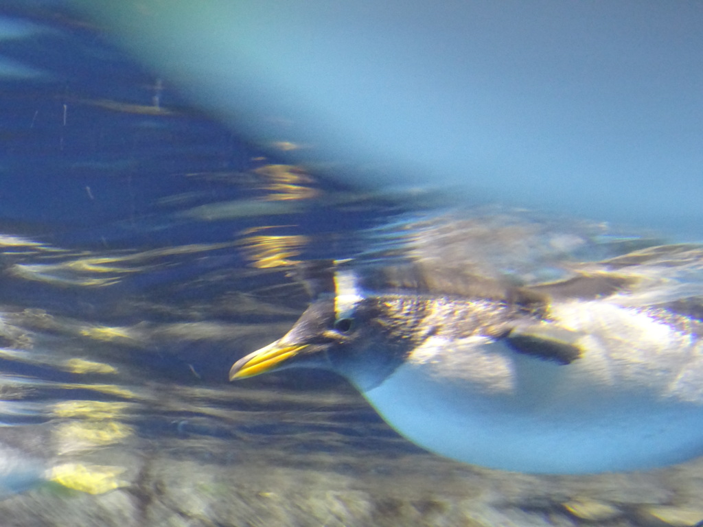 ペンギン