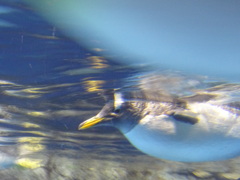 ペンギン