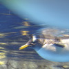 ペンギン