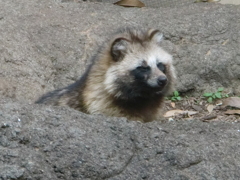 タヌキ